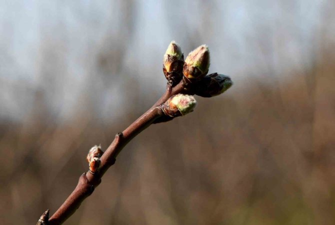 Meyve Ağaçları Soğuklama İhtiyaçlarını Karşıladı
