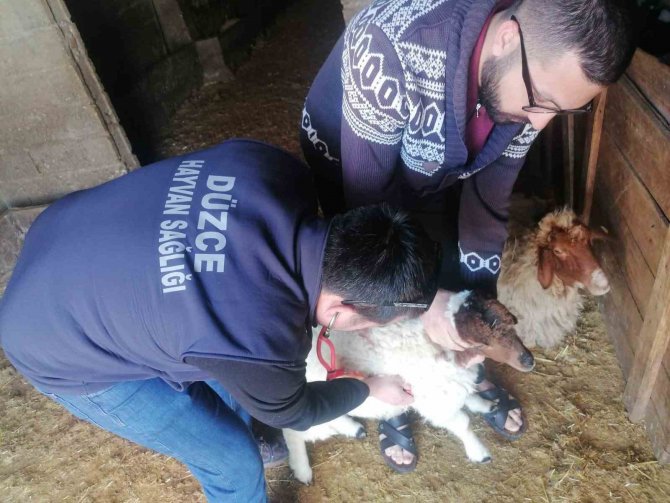 Deprem Bölgesinde Hayvanlar Muayeneden Geçiriliyor