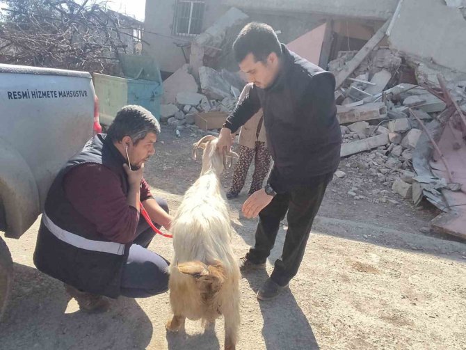 Deprem Bölgesinde Hayvanlar Muayeneden Geçiriliyor