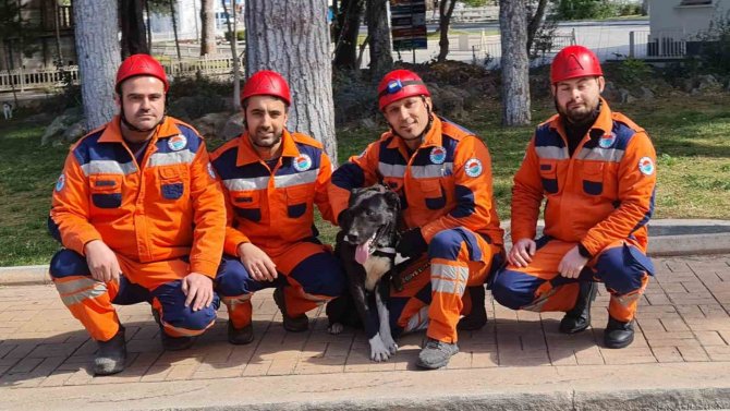 Depremzede Köpek ‘Hayat’, Yeni Hayatlar Kurtaracak
