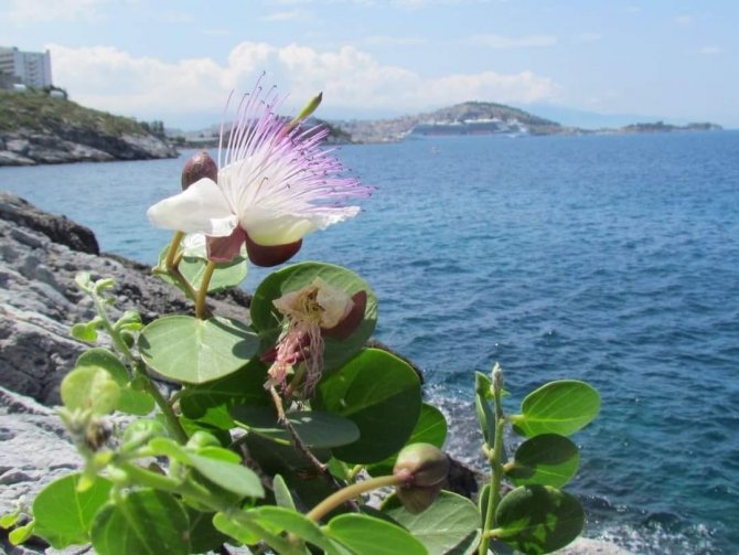 Kuşadası Belediyesi’nden ‘Doğal Botanik Parka’ Koruma Çemberi