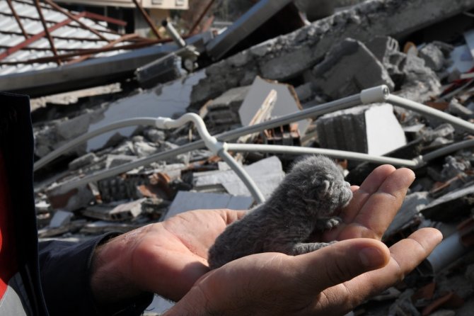 5 Günlük Yavru Kedi Enkaz Altından Sağ Olarak Kurtarıldı