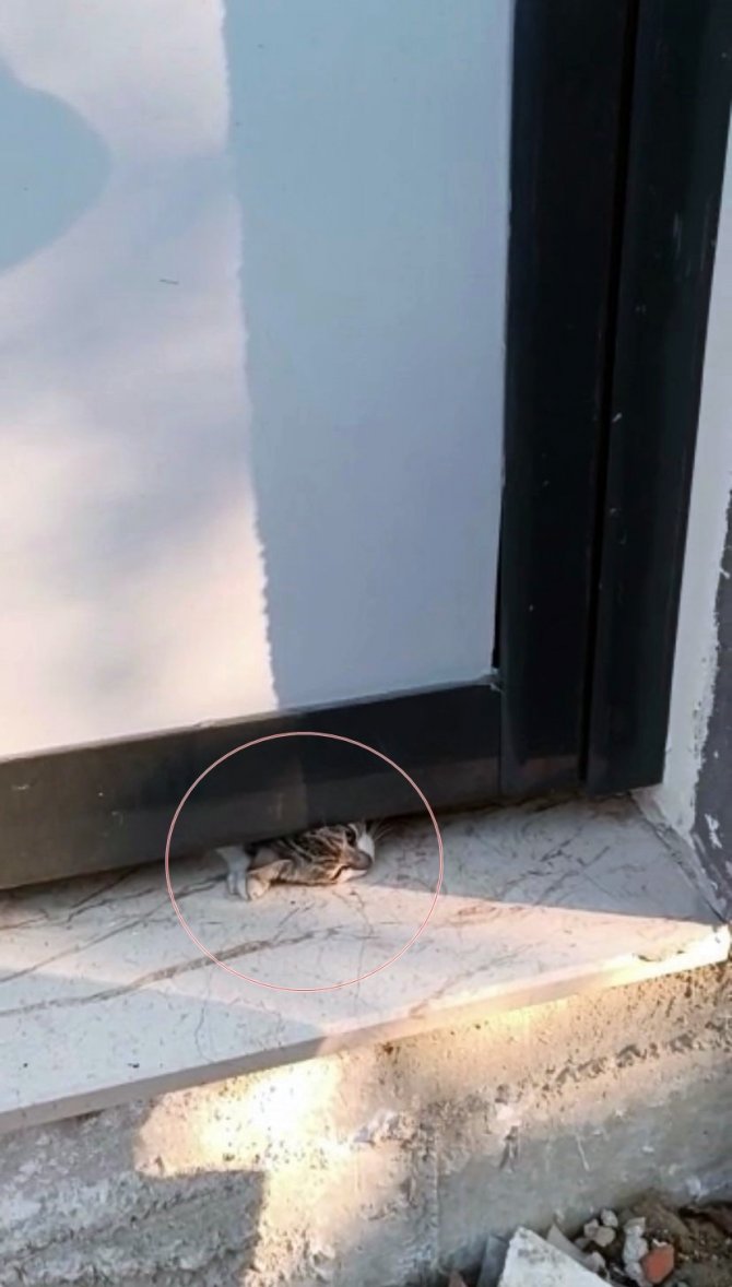 Yaramaz Kedi Kapının Altına Sıkıştı