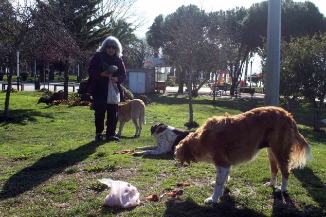 Her Gün Yaşadığı Bölgedeki Sokak Hayvanlarını Besliyor