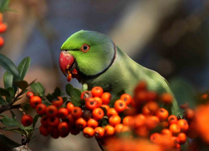 Hersek Lagünü’nde Renkli Görüntüler