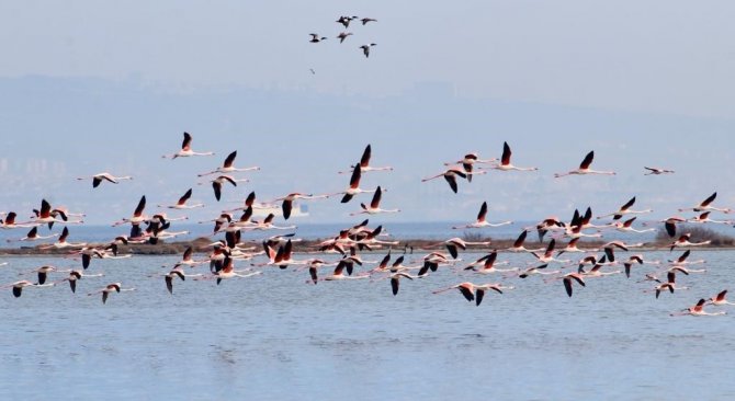 Hersek Lagünü’nde Renkli Görüntüler