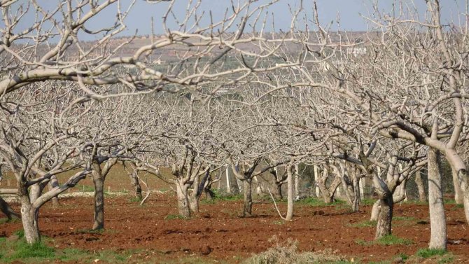 Kilis’te Çiftçiler Gece Çadırda Gündüz Tarlada
