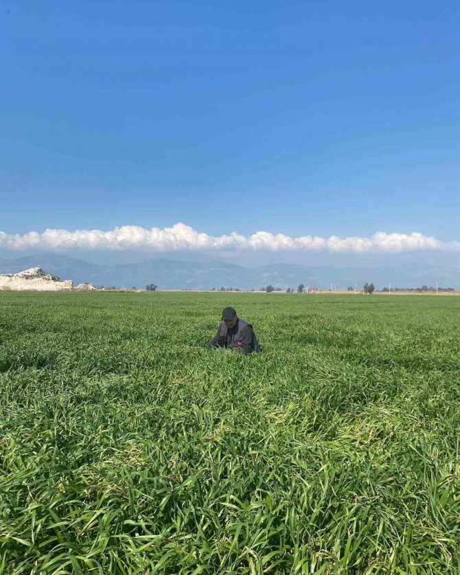 Aydın’da Hububat Ekili Araziler Denetlendi