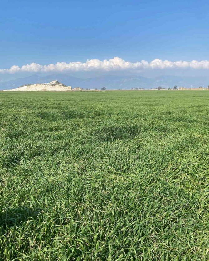Aydın’da Hububat Ekili Araziler Denetlendi