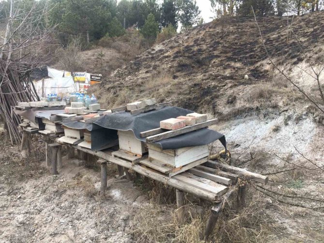 Kastamonu’da Çıkan Yangında Arı Kovanları Son Anda Kurtarıldı