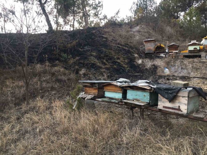 Kastamonu’da Çıkan Yangında Arı Kovanları Son Anda Kurtarıldı