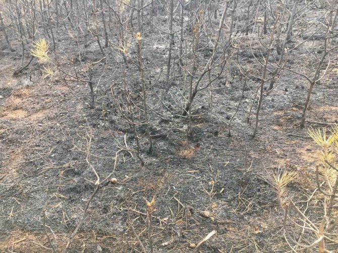 Kastamonu’da Orman Yangını Söndürüldü, Yüzlerce Ağaç Küle Döndü