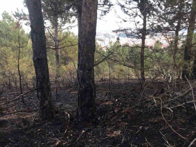 Kastamonu’da Orman Yangını Söndürüldü, Yüzlerce Ağaç Küle Döndü