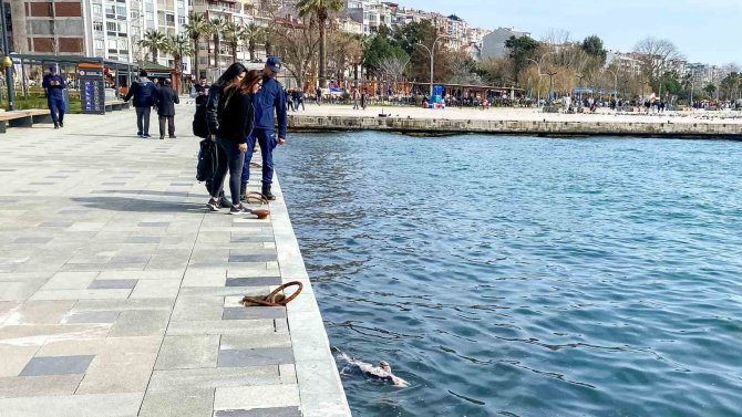 Sinop’ta Ölü Yunus Sahile Vurdu