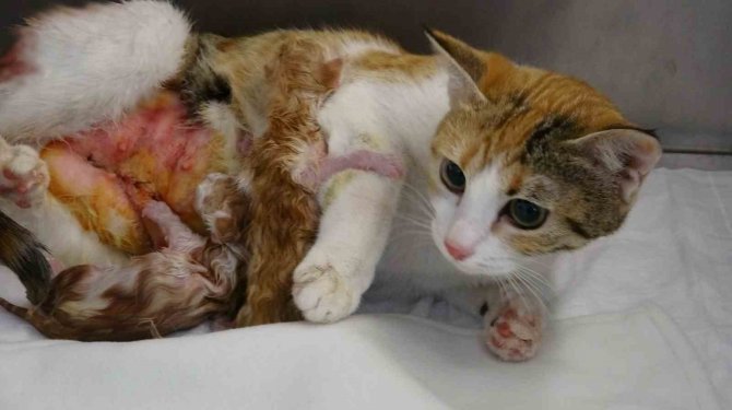 Depremden Kurtulan Kedi, Sezaryenle Yavrularını Dünyaya Getirdi