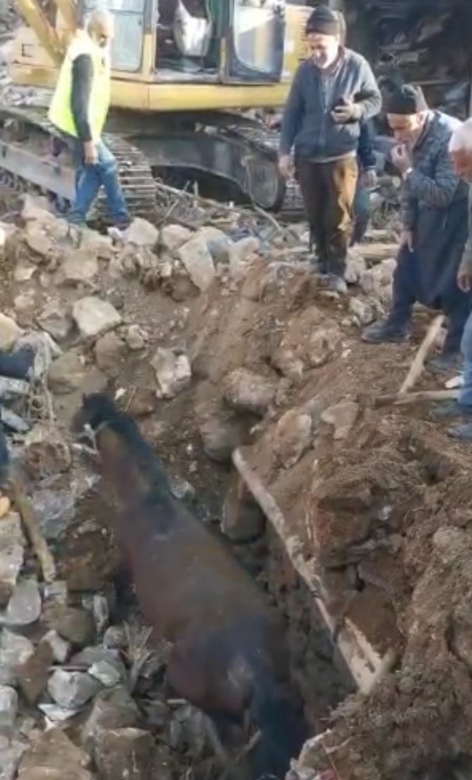 Depremin 20’nci Gününde Bir At Enkazdan Canlı Olarak Kurtarıldı