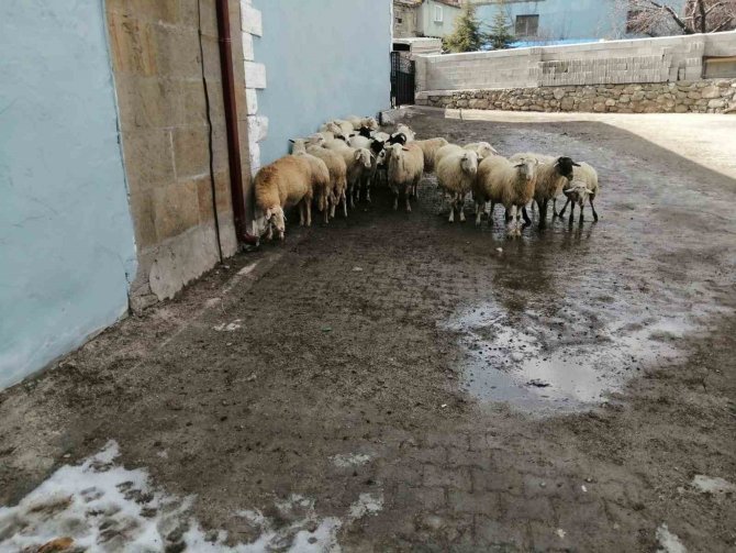Köylüler 20 Koyunu Açık Arttırmayla Satıp, Depremzedelere Bağışladı