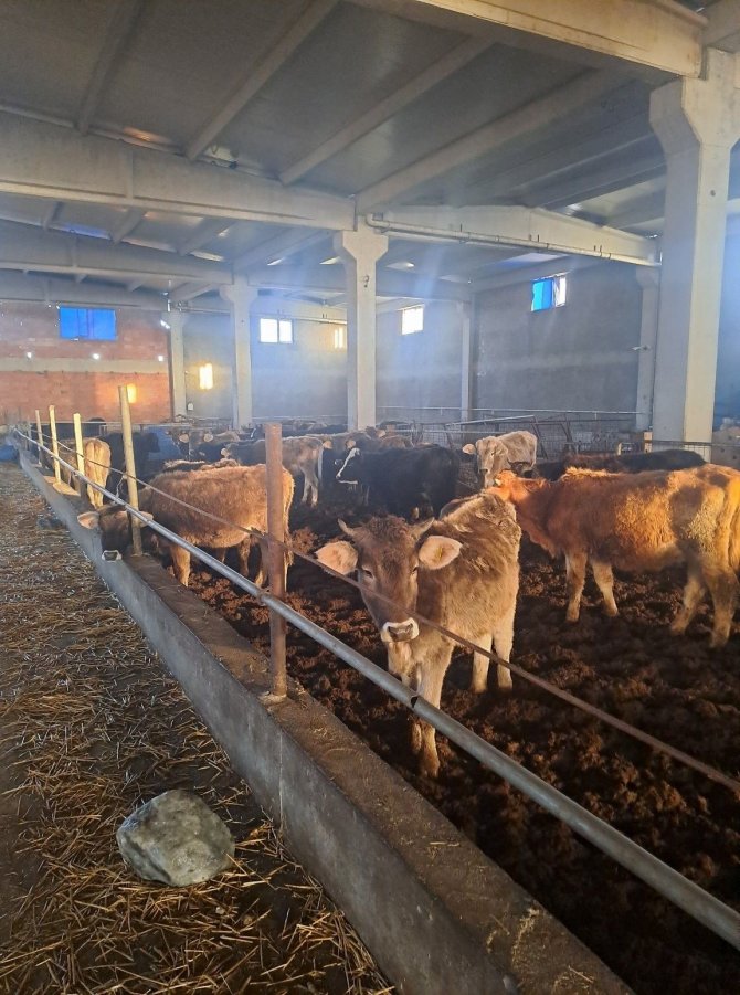 Kırklareli’de 39 Kaçak Hayvan Yakalandı