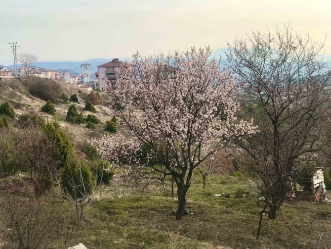 Bilecik’te Erken Açan Badem Ağaçları Havadan Böyle Görüntülendi