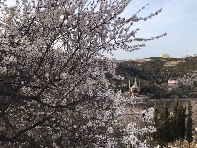 Bilecik’te Erken Açan Badem Ağaçları Havadan Böyle Görüntülendi
