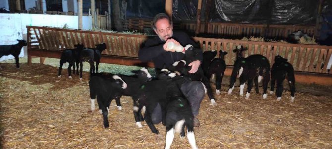 Kuzular İçin Güvenlik Kamerası Başında Sabaha Kadar Doğum Nöbeti