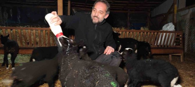 Kuzular İçin Güvenlik Kamerası Başında Sabaha Kadar Doğum Nöbeti