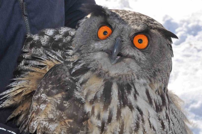 Tedavi Edilen Puhu Kuşu Doğaya Bırakıldı