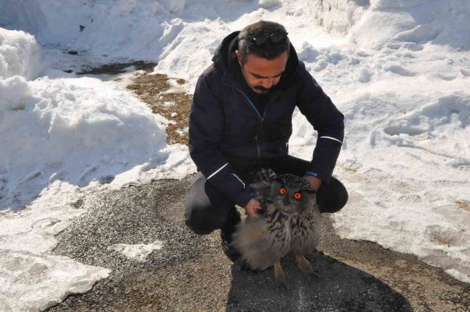 Tedavi Edilen Puhu Kuşu Doğaya Bırakıldı