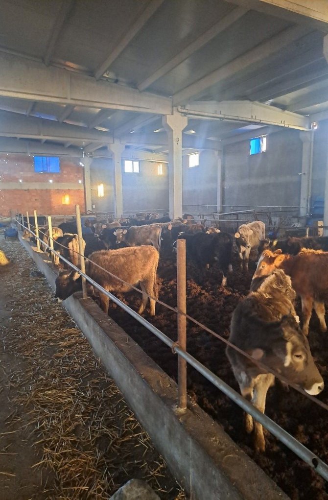 Kırklareli’de 39 Kaçak Hayvan Yakalandı