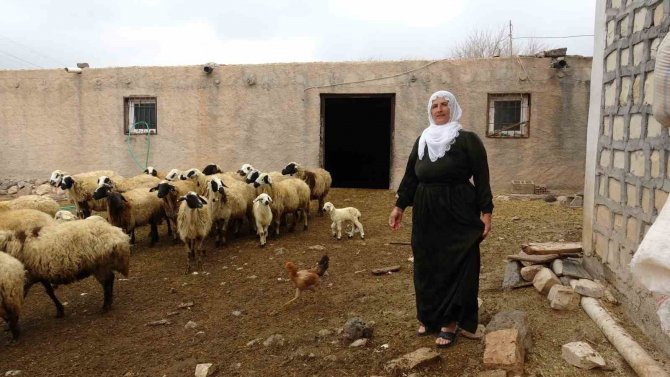 Mardin’in Tek Kadın Muhtarı Nebahat, Gelin Geldiği Köyü İki Dönemdir Yönetiyor