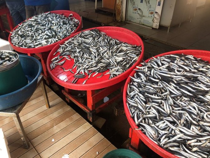 Marmara’da Hamsinin Zayıf Kalması Fiyatlara Yansıdı