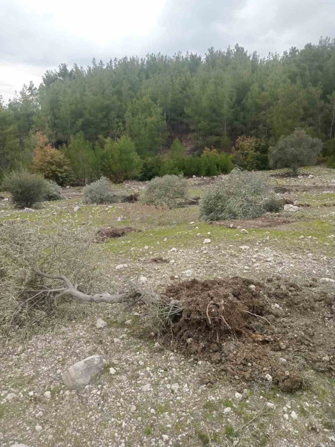 Kendi Diktiği Zeytin Ağaçlarını Korumak İçin Başka Bahçesine Nakletmek İstedi, Başına Gelmeyene Kalmadı