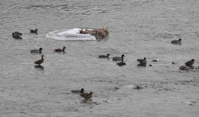 Yeşilbaş Yaban Ördekleri Kars’ı Sevdi