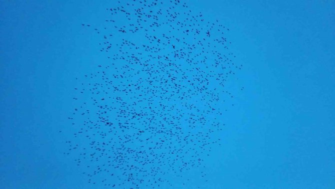 Tekirdağ’da Sığırcık Dansı