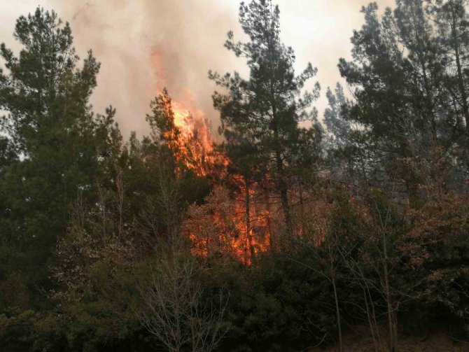 Tokat’ta Orman Yangını