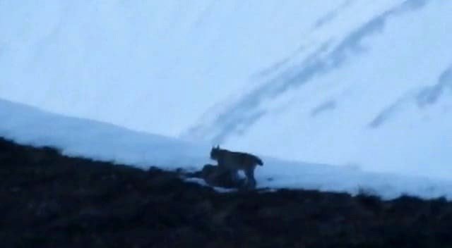 Tunceli’de Nesli Tükenmekte Olan Vaşak Görüntülendi