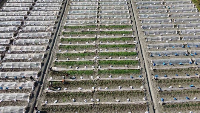 Deprem Bölgesi Hatay’da Çiftçiler, Üretime Geçmeye Başladı