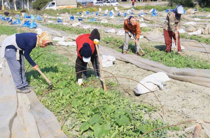 Deprem Bölgesi Hatay’da Çiftçiler, Üretime Geçmeye Başladı
