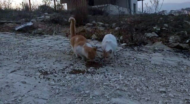 Erzurum Valiliği Deprem Bölgesindeki Sokak Hayvanlarını Unutmadı