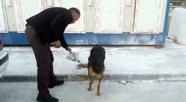 Erzurum Valiliği Deprem Bölgesindeki Sokak Hayvanlarını Unutmadı