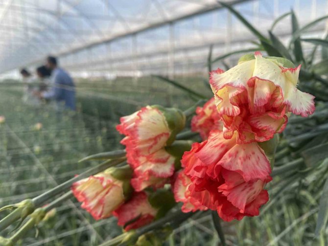 Örtü Altı Tarımda Başı Çeken İlçede Domates Üretimi İlk Sırada Yer Aldı