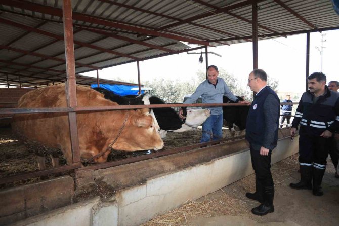 Pamukkale Belediyesi 60 Bin Hayvanı Aşılamaya Başladı