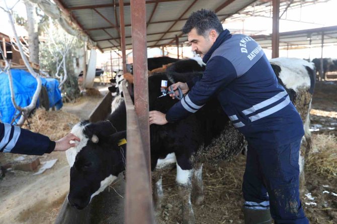 Pamukkale Belediyesi 60 Bin Hayvanı Aşılamaya Başladı