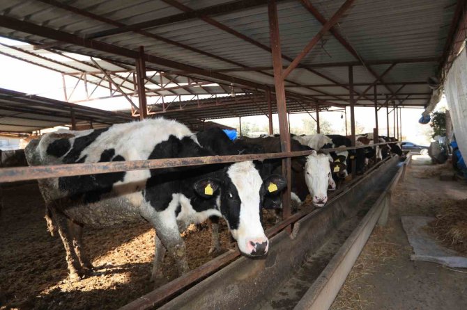 Pamukkale Belediyesi 60 Bin Hayvanı Aşılamaya Başladı