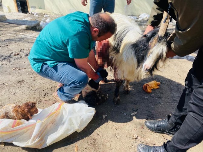 Hamile Keçiyi Sezaryen Yaprak Kesilmekten Kurtardı