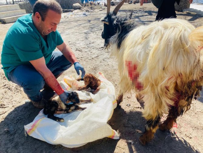 Hamile Keçiyi Sezaryen Yaprak Kesilmekten Kurtardı