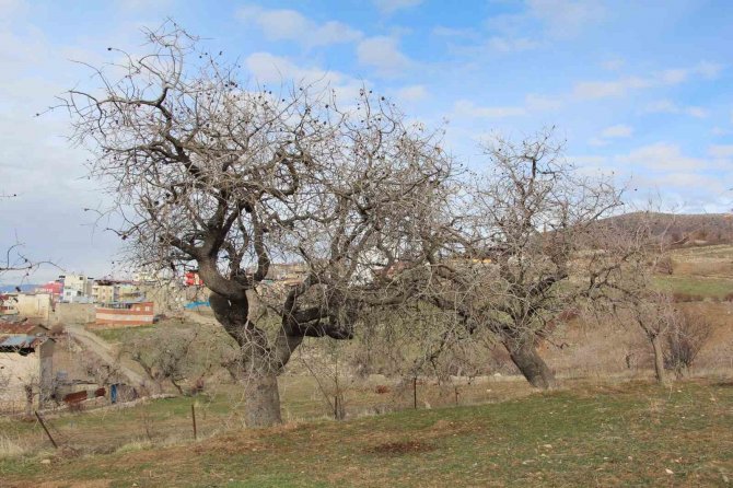 Kuraklık Tedirgin Ediyor: Umutlar Mart Ve Nisan Yağmurlarına Kaldı