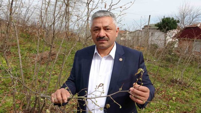 Ordu’da Serbest Piyasada Fındık 55 Liradan İşlem Görüyor