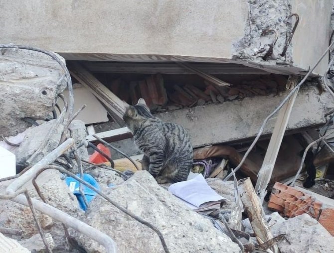 Adıyaman’da Deprem Sonrası Kediler Enkazı Terk Etmiyor