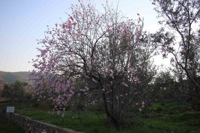 Badem Ağaçları Baharı Çiçeklerle Karşıladı